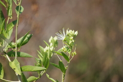 Maerua oblongifolia